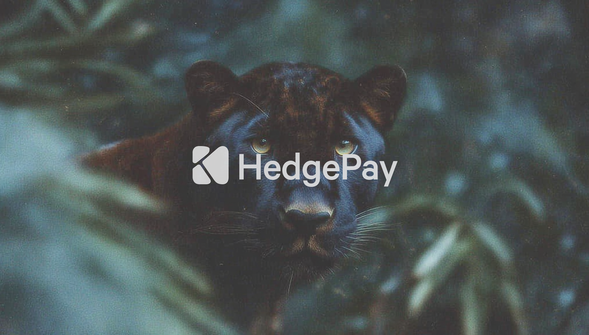 Hedgepay hero